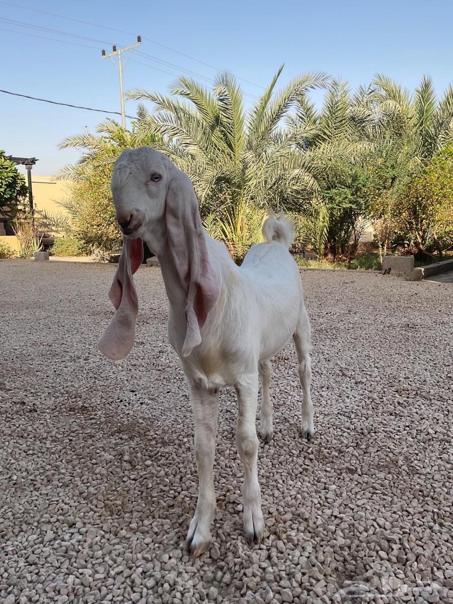 تيس مطور اجم .. تم البيع64510986676994111