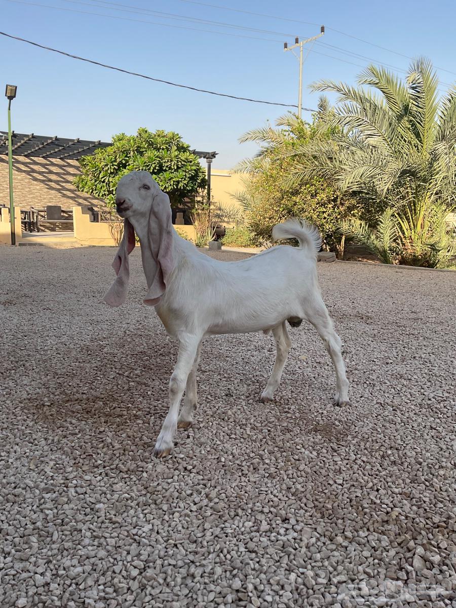 تيس مطور اجم .. تم البيع64510986676994112