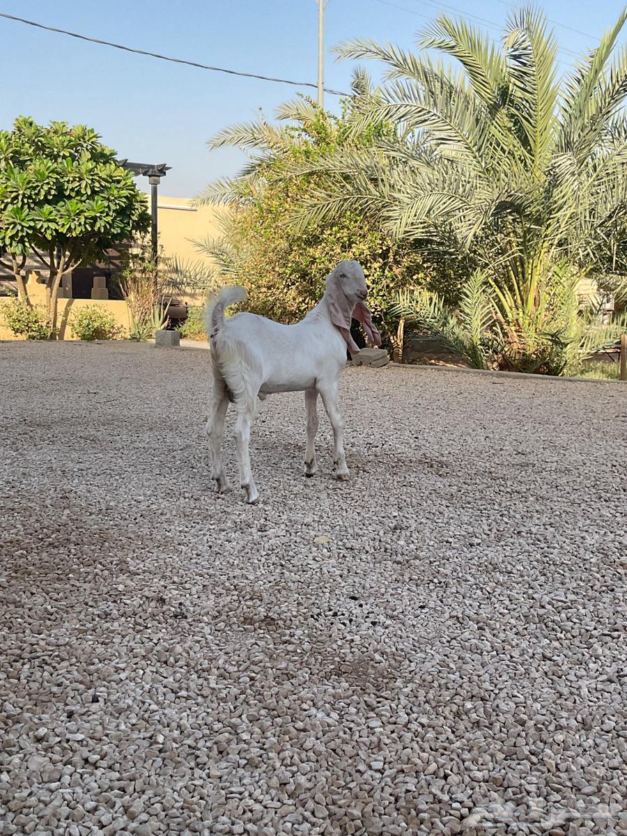 تيس مطور اجم .. تم البيع64510986676994113