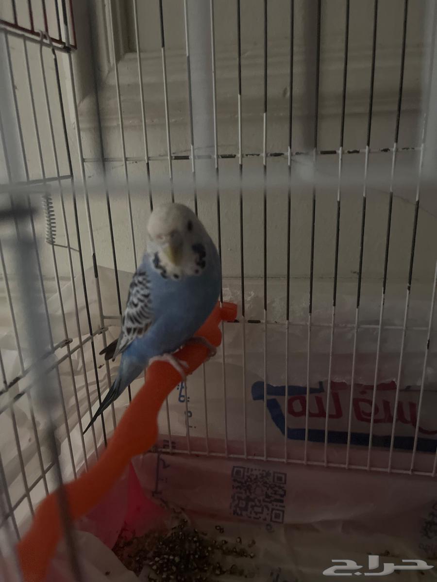 عصفور بادجي للبيع64504105473409110