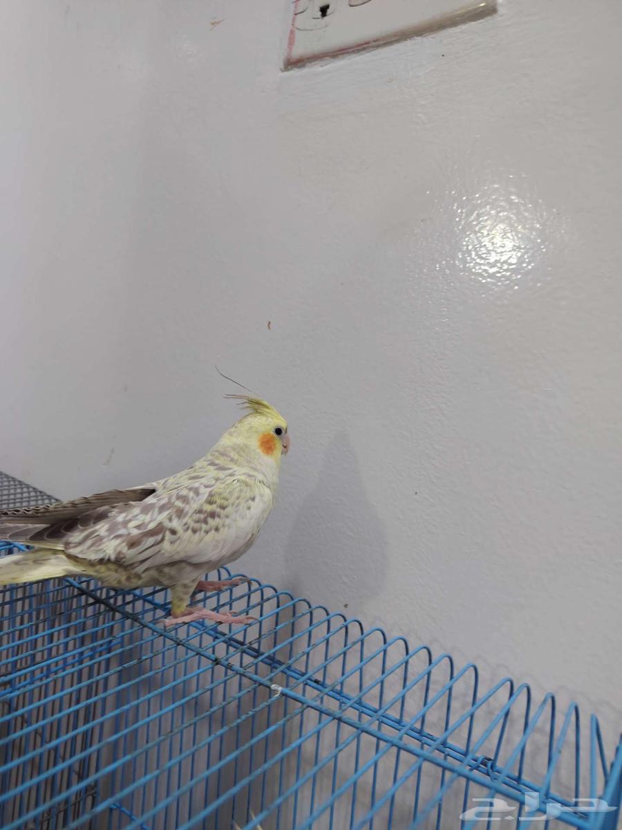 انثى كروان64504160178306111