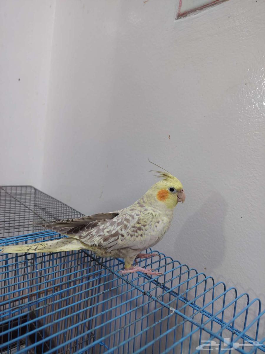 انثى كروان64504160178306110