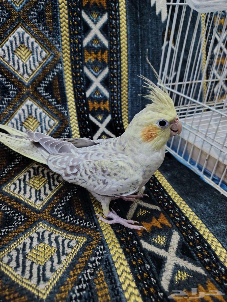 انثى كروان64504160178306113