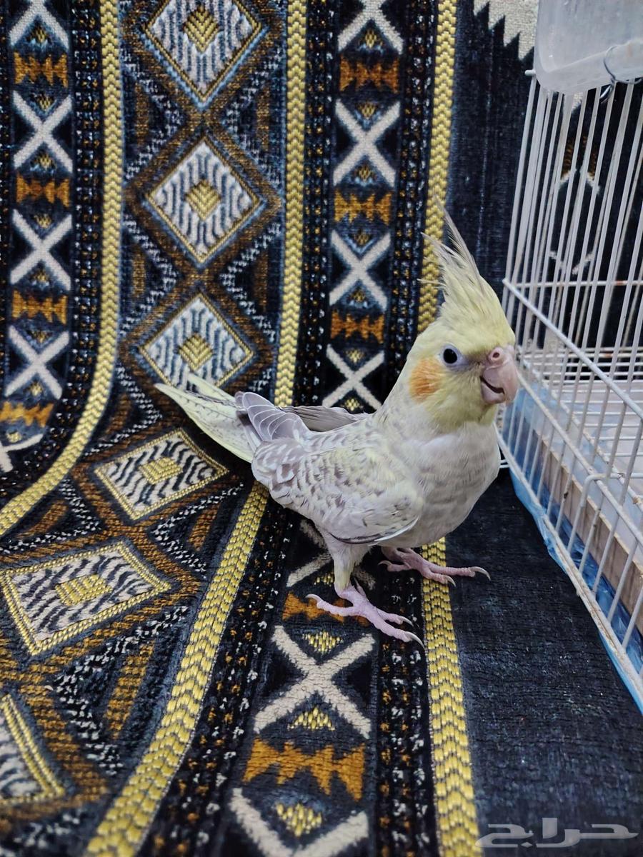 انثى كروان64504160178306112