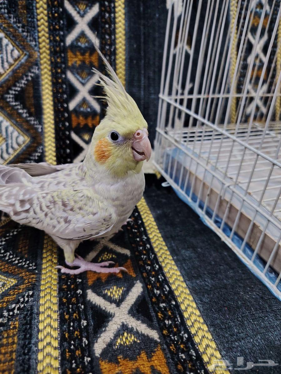 انثى كروان64504160178306114