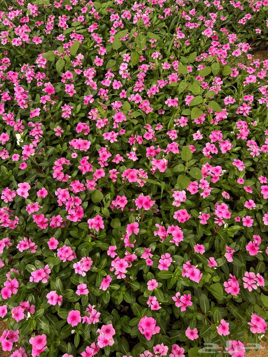 للبيع   شتلات زهور وخضار64504572437762110