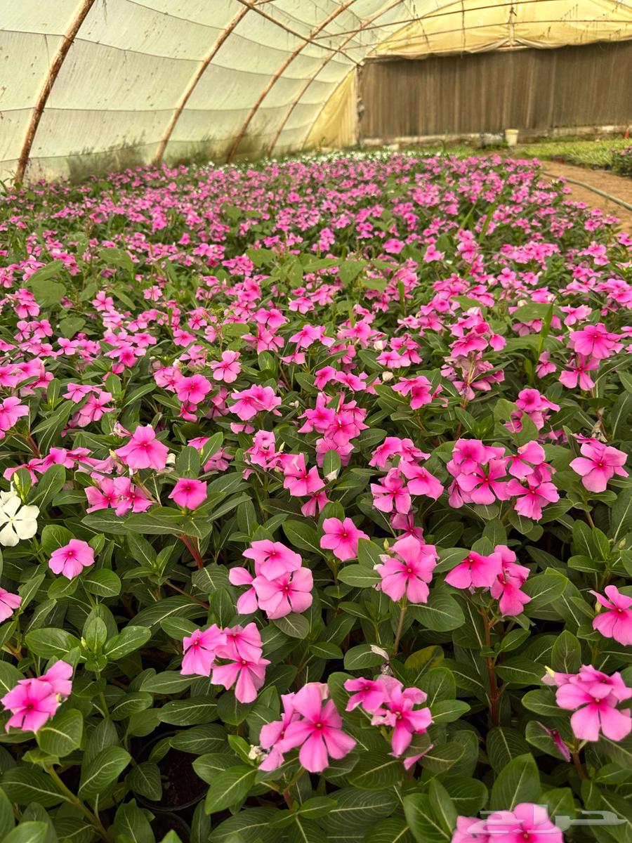 للبيع   شتلات زهور وخضار64504572437762111