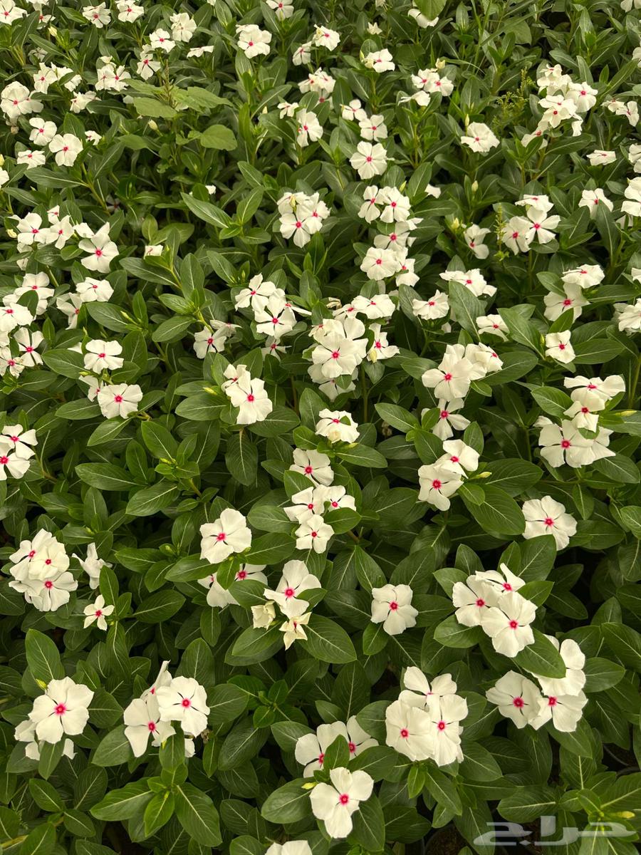 للبيع   شتلات زهور وخضار64504572437762112