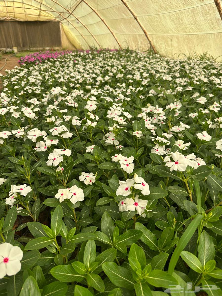 للبيع   شتلات زهور وخضار64504572437762113