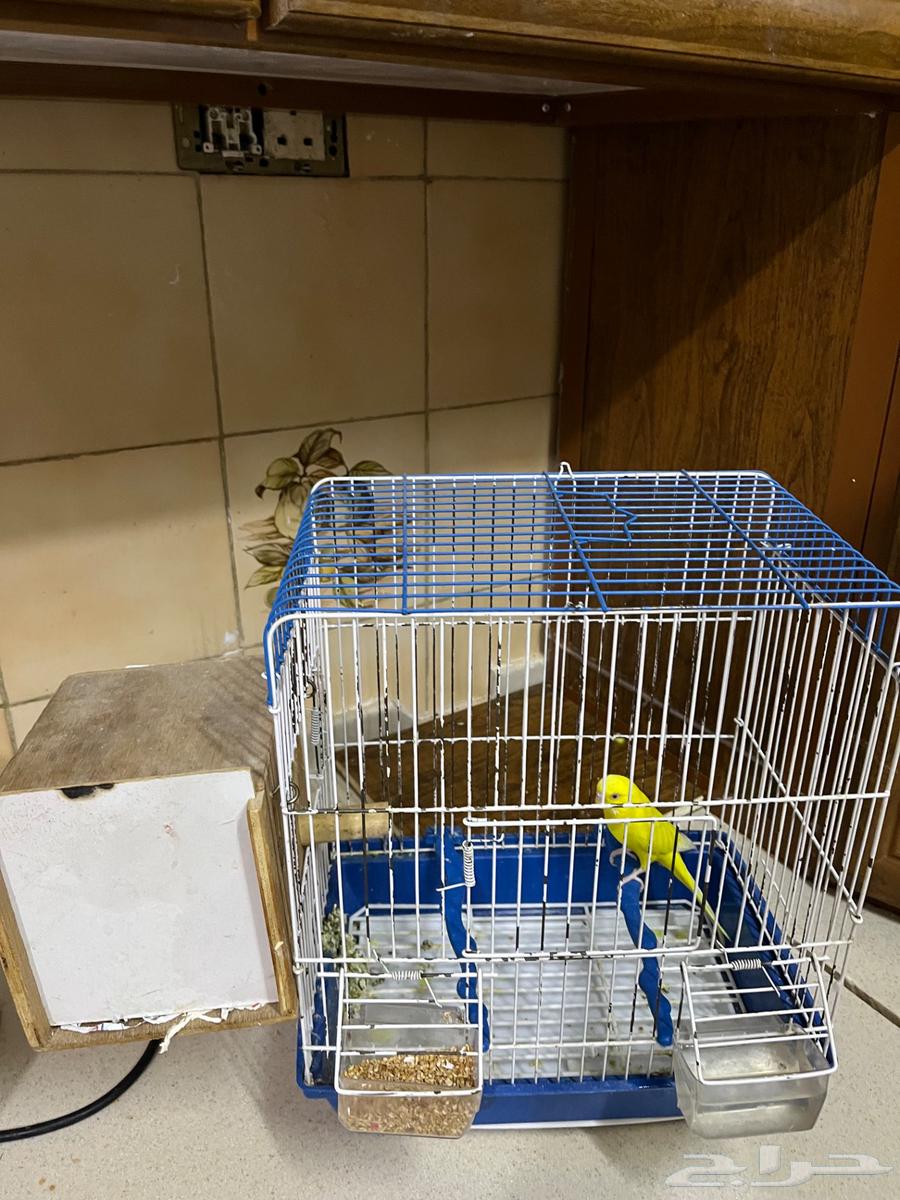 طير الحب64504559123075110