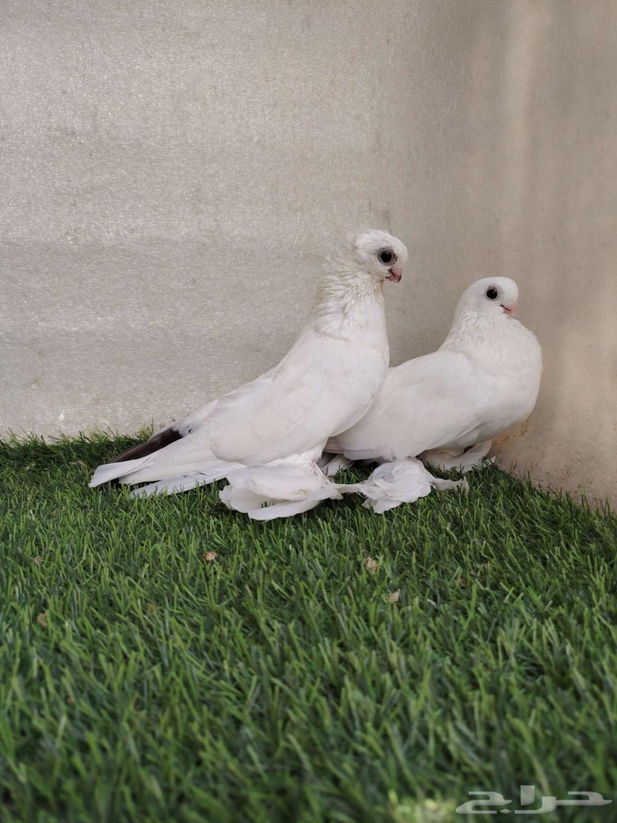 جوز برلين64504777675267112