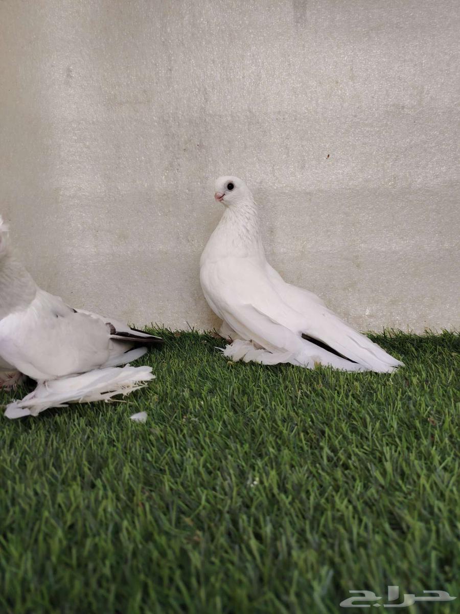 جوز برلين64504777675267110