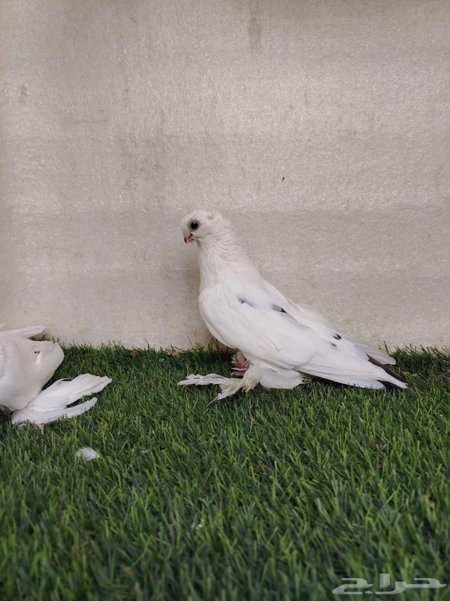 جوز برلين64504777675267111