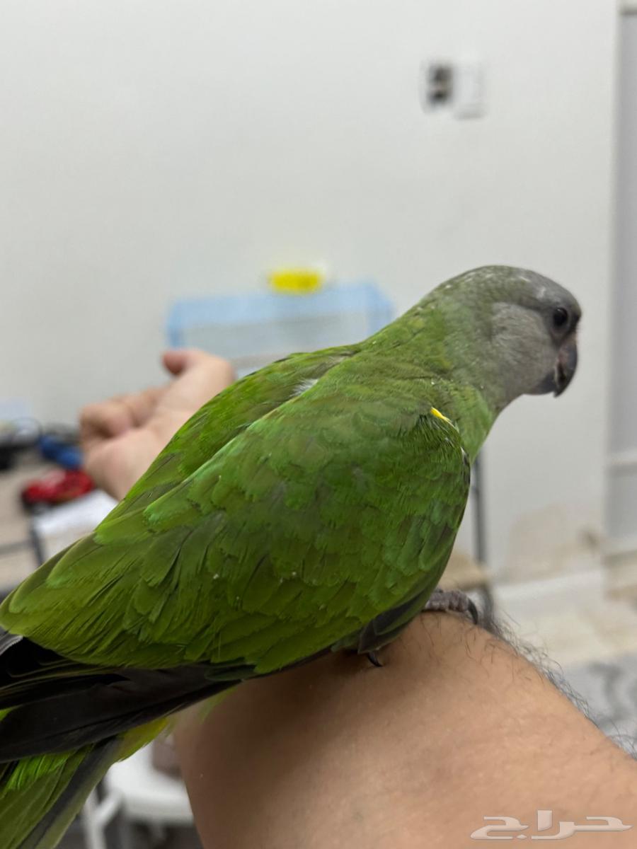 ببغاء سنغالي تم البيع خارج الموقع64505080119681113