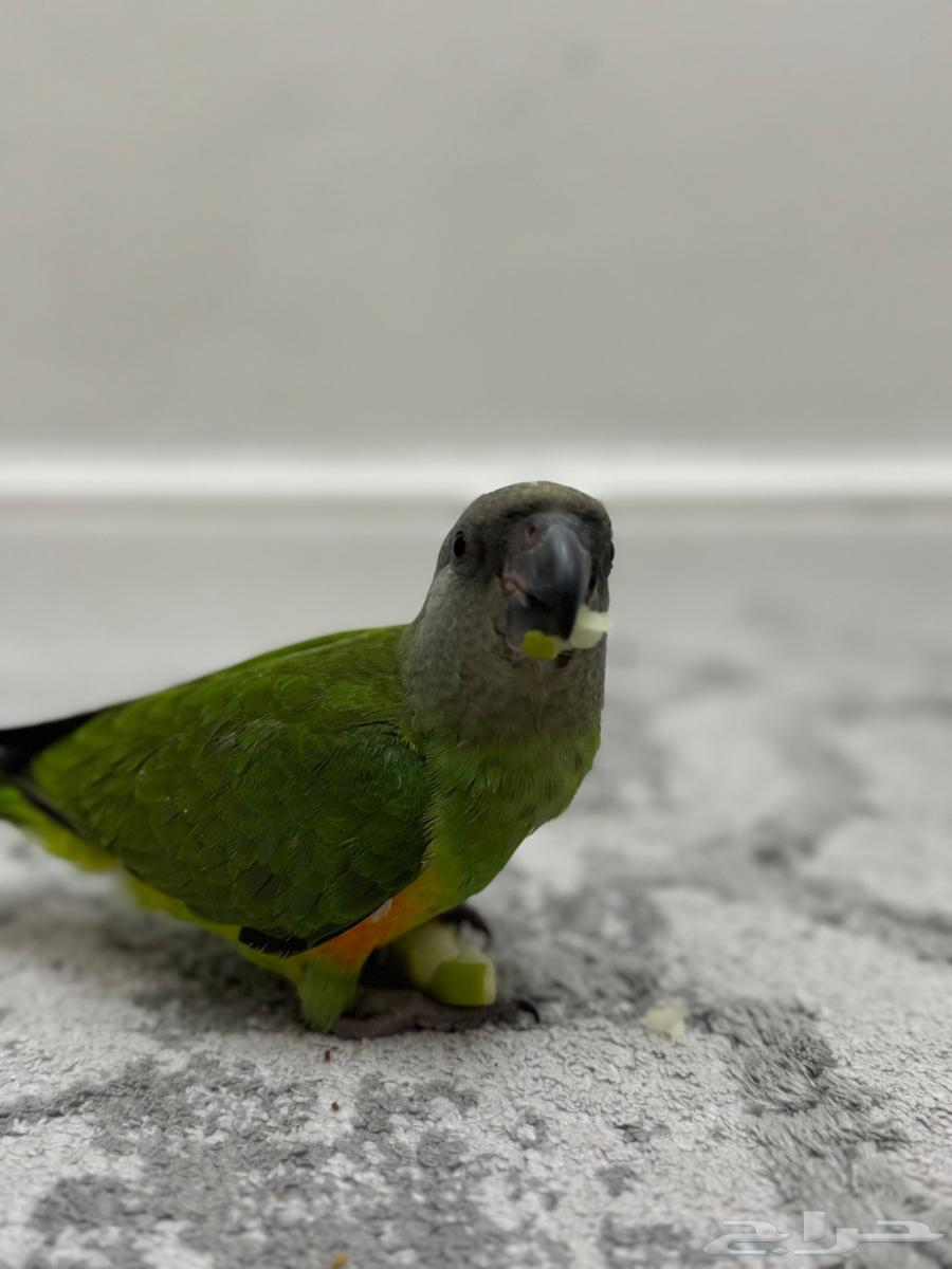 ببغاء سنغالي تم البيع خارج الموقع64505080119681111