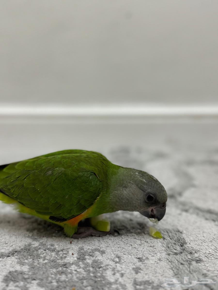 ببغاء سنغالي تم البيع خارج الموقع64505080119681112