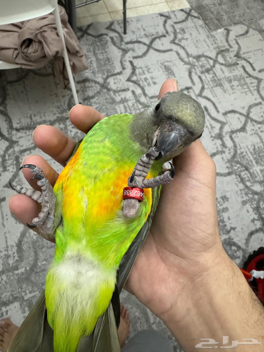ببغاء سنغالي تم البيع خارج الموقع64505080119681110