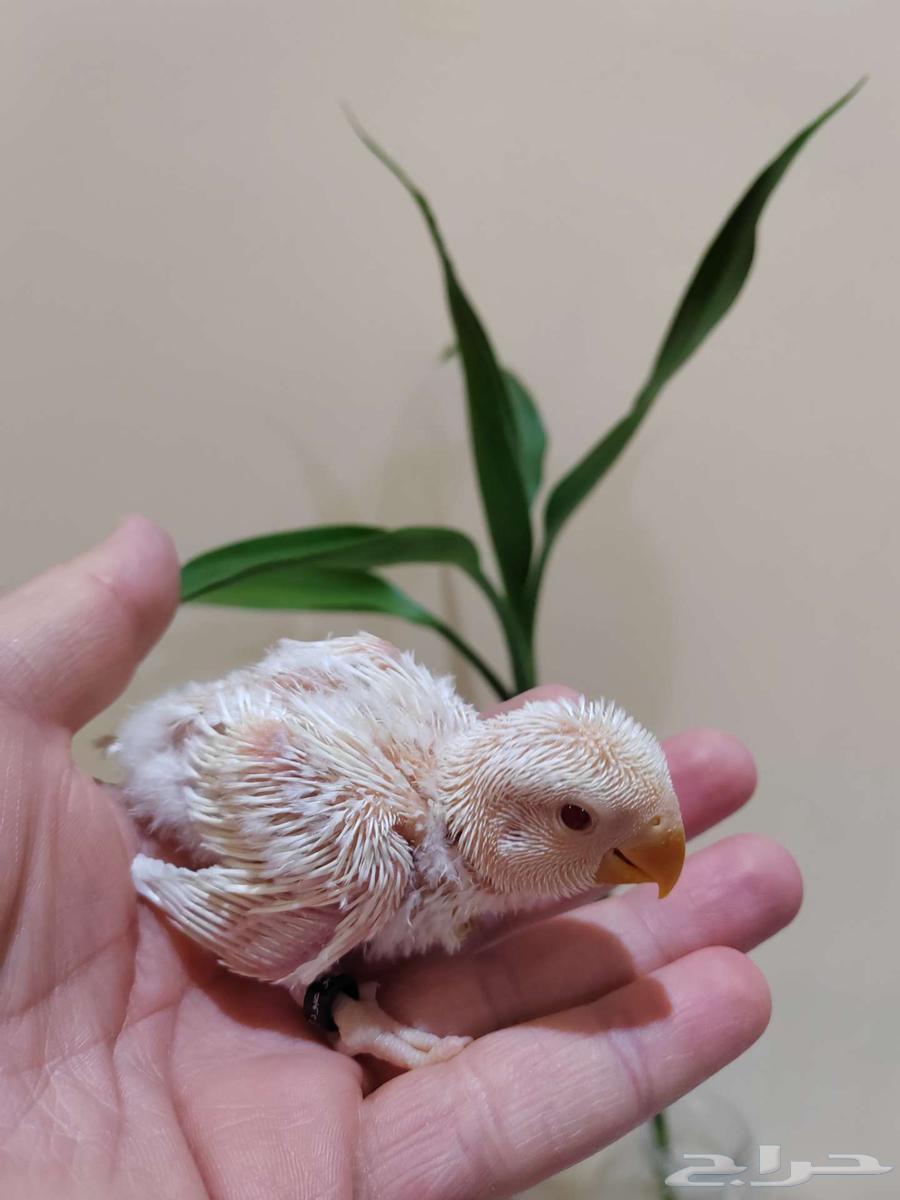 فروخ روز ( تم البيع )64505481312387112