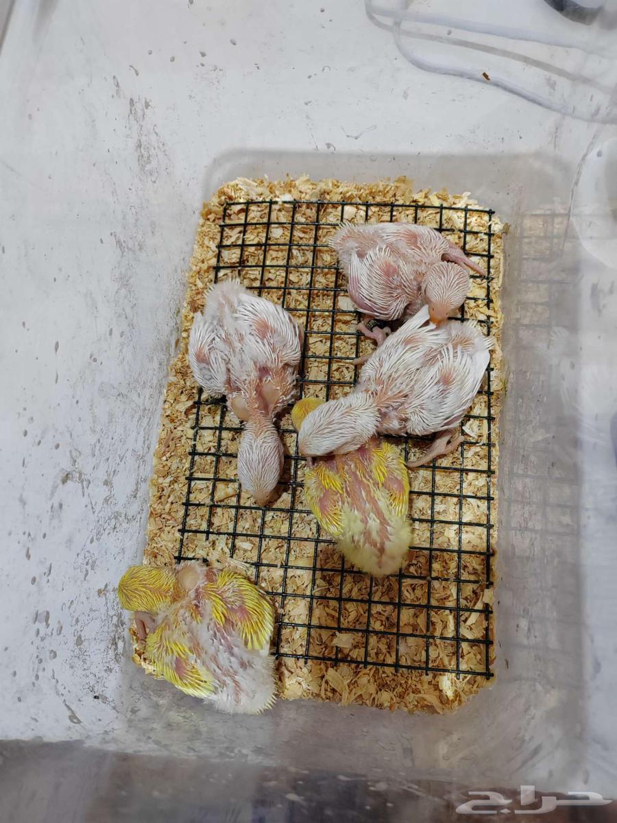 فروخ روز ( تم البيع )64505481312387113