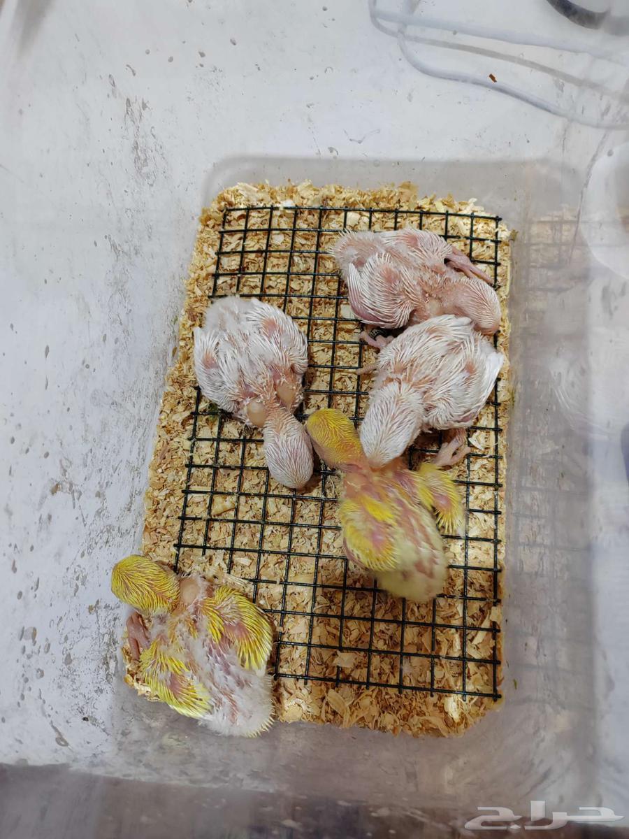 فروخ روز ( تم البيع )64505481312387114