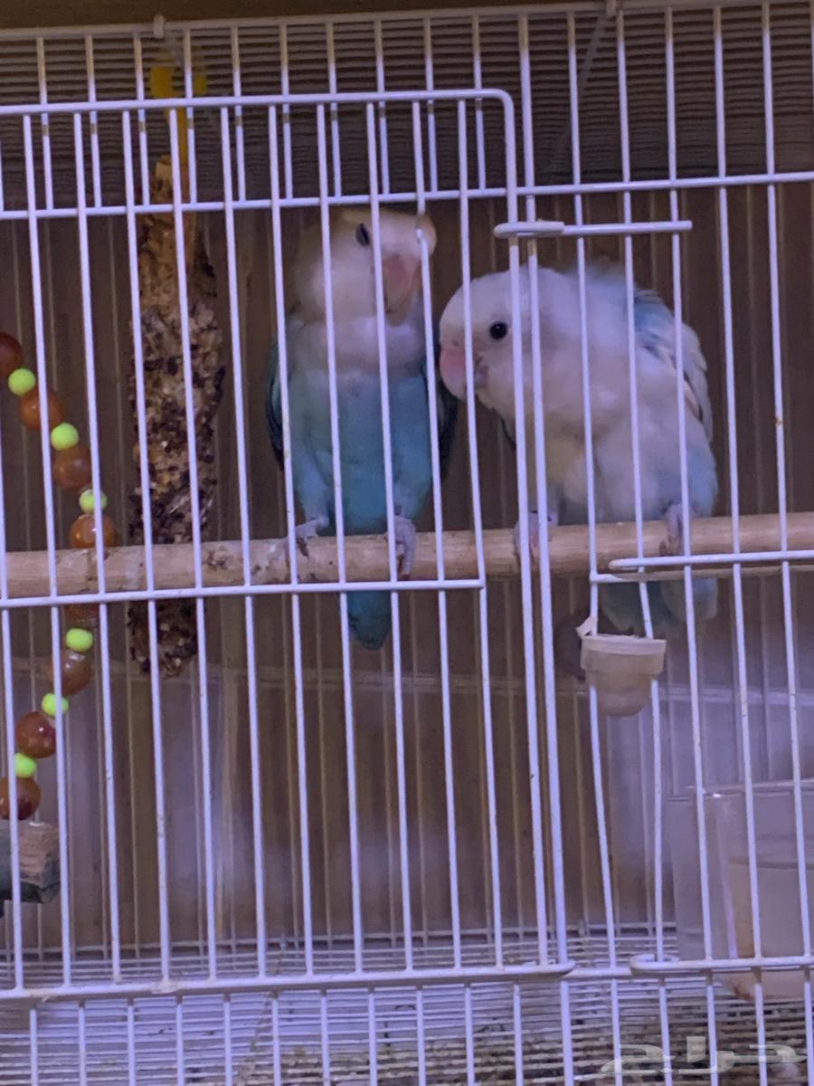 For sale rose-colored parrot pair, product on condition64505710541569110