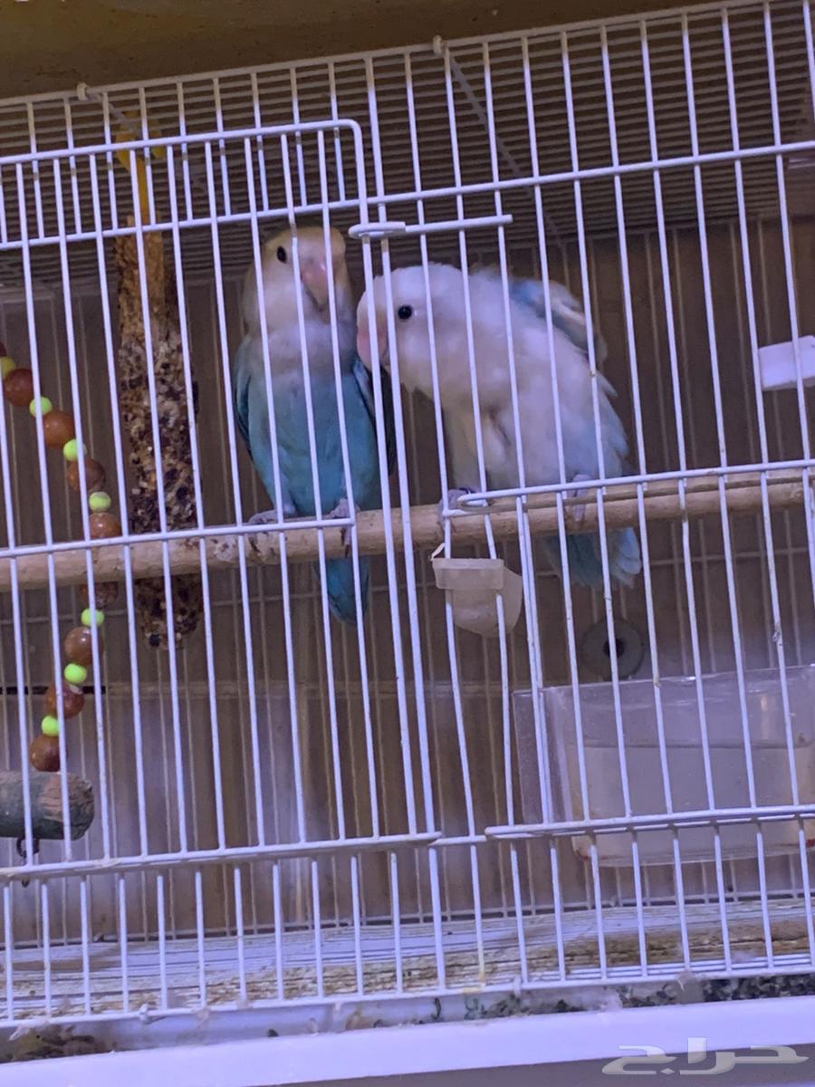 For sale rose-colored parrot pair, product on condition64505710541569111