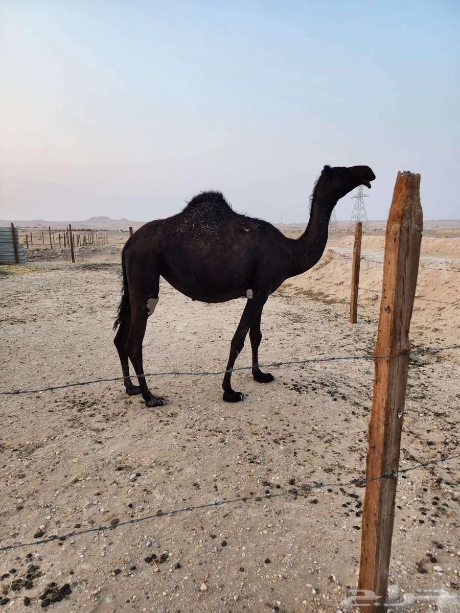 بكره للبيع الاحساء64505833380354110