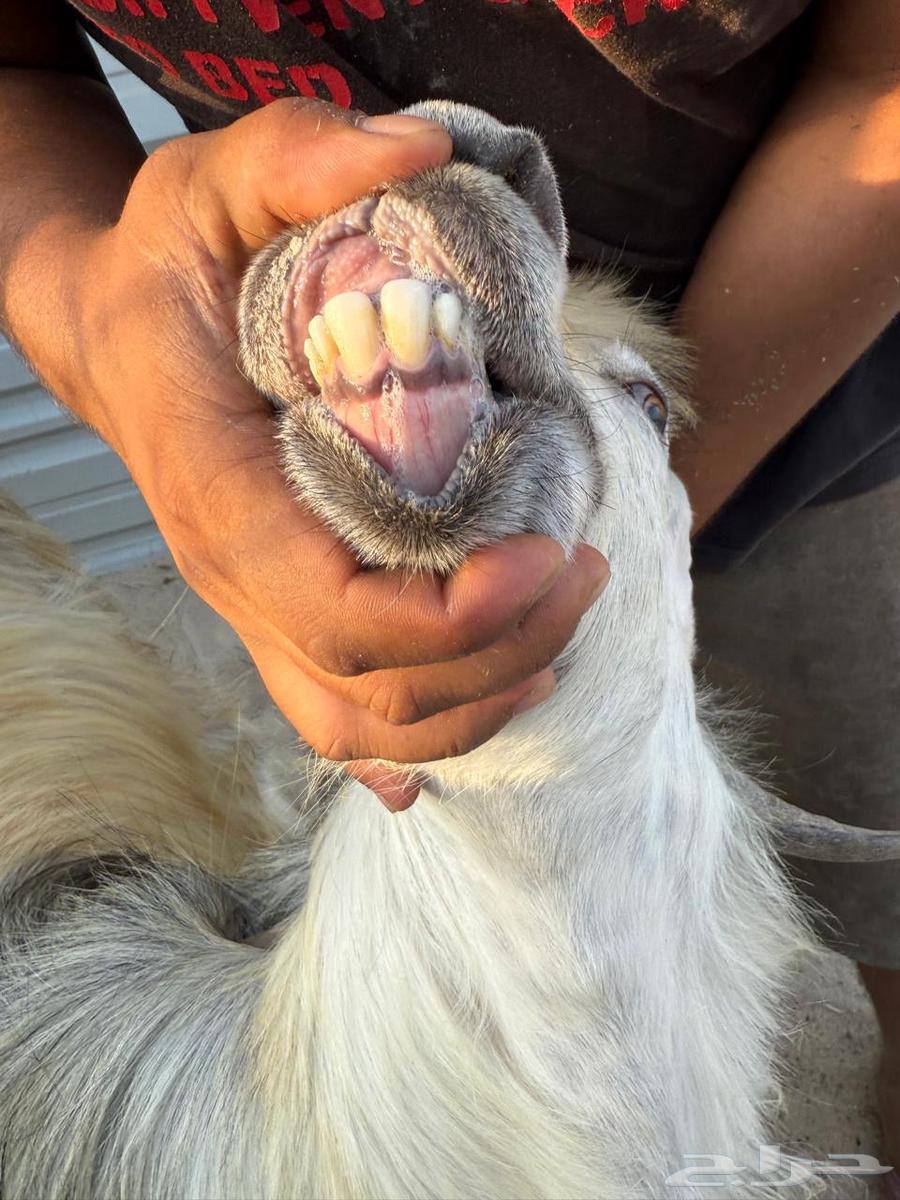 للبيع تيس فحل ثني ابيض64506380414723110