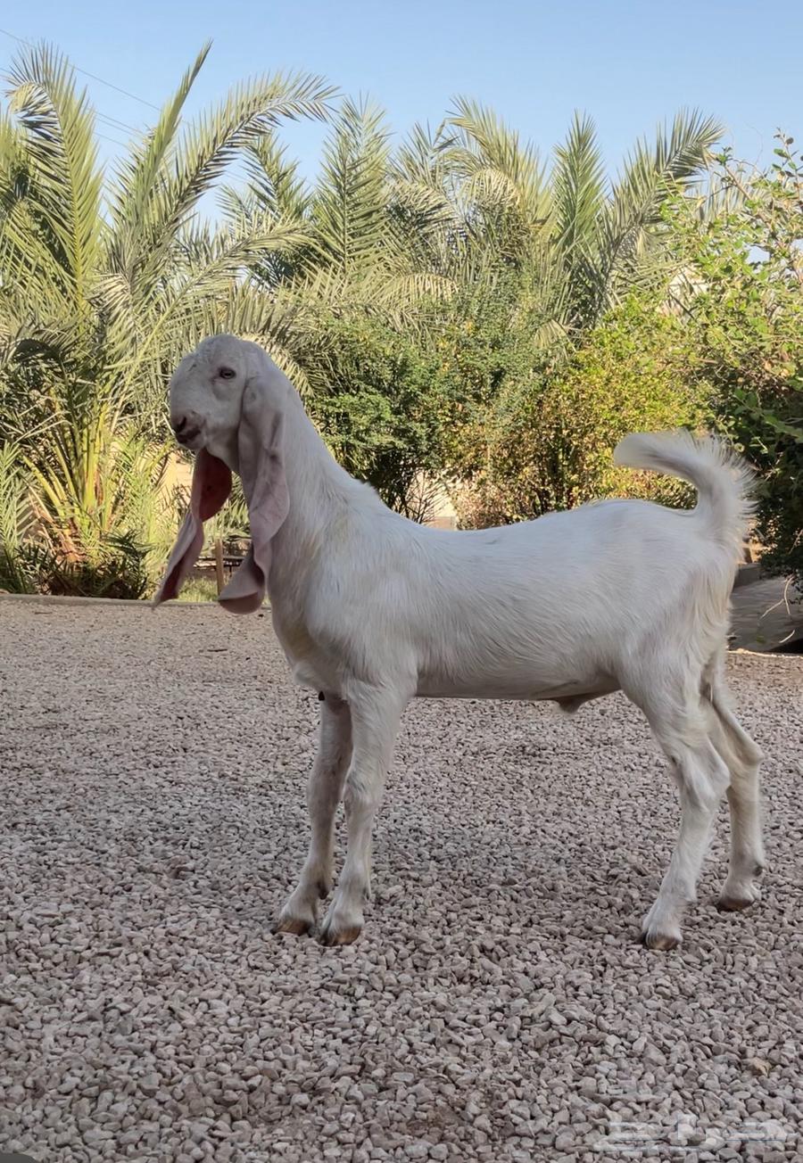 تيس مطور اجم .. تم البيع64510986676994110