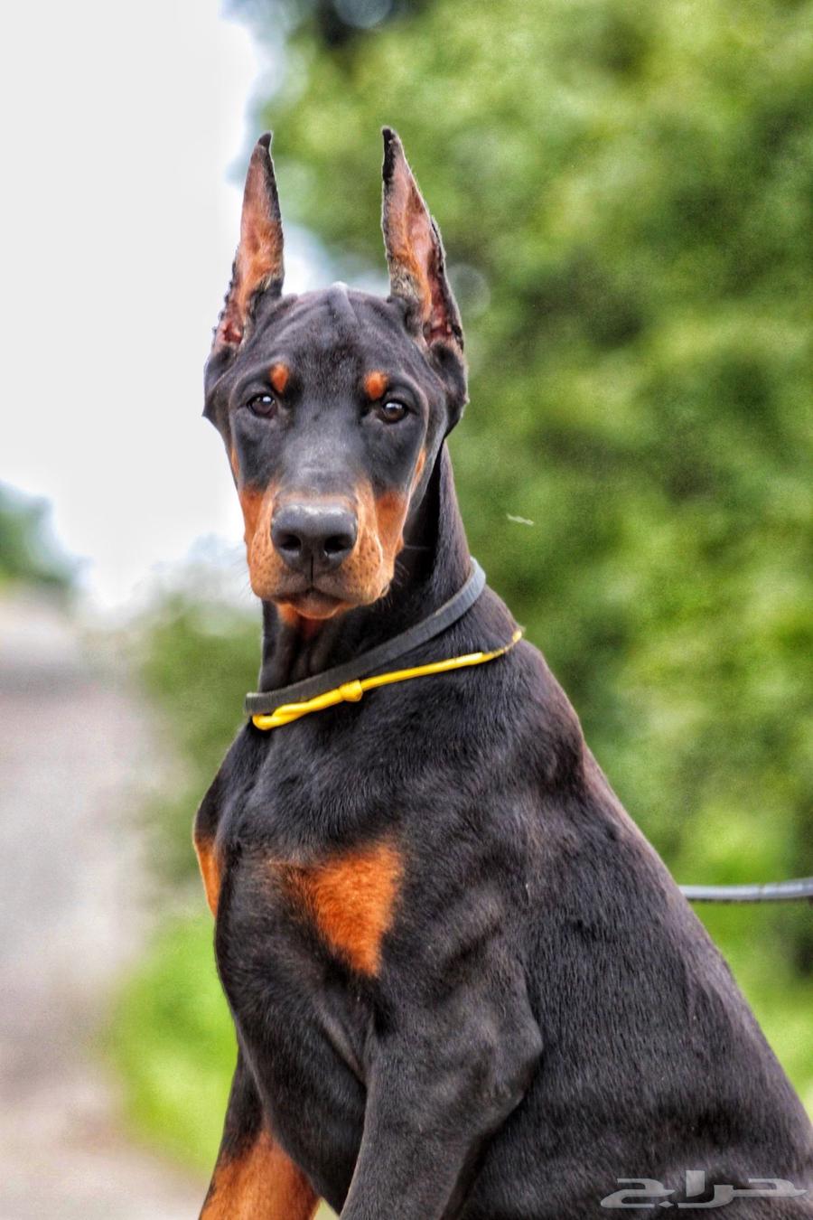 لدينا جراوي دوبرمان فاخره64511057586050113