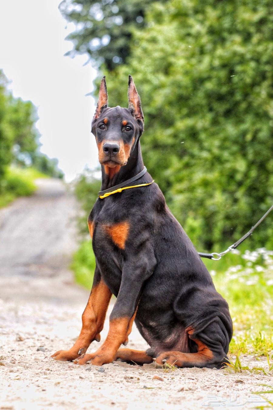 لدينا جراوي دوبرمان فاخره64511057586050110