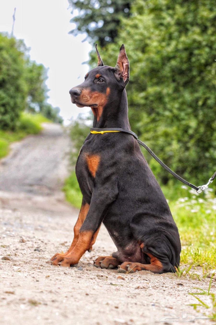 لدينا جراوي دوبرمان فاخره64511057586050111