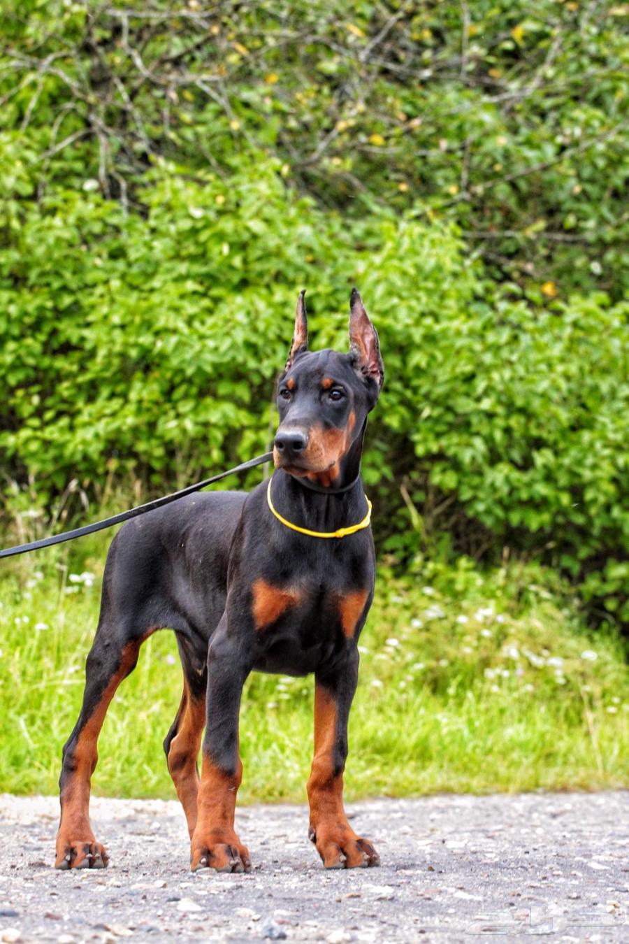 لدينا جراوي دوبرمان فاخره64511057586050114