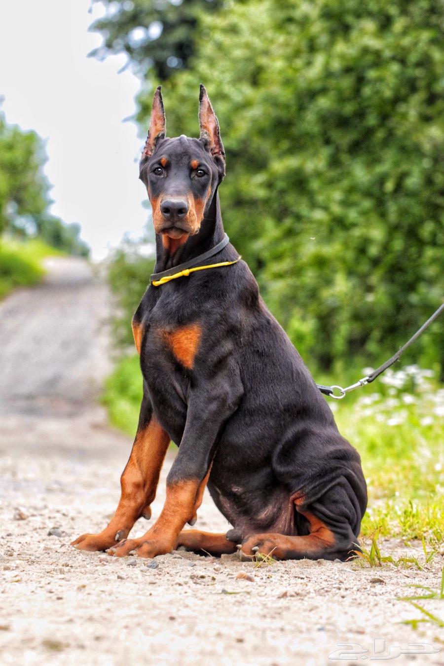 لدينا جراوي دوبرمان فاخره64511057586050112