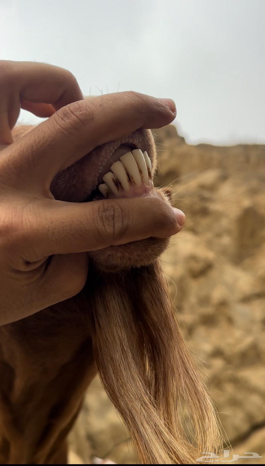 تيس ادهم للبيع64509519222659110