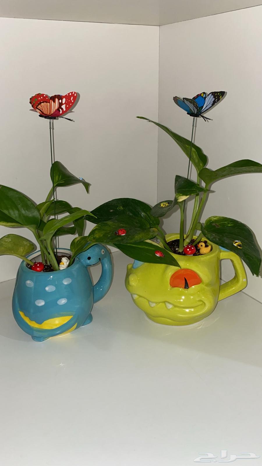 نباتات في المدينه64510154180227110