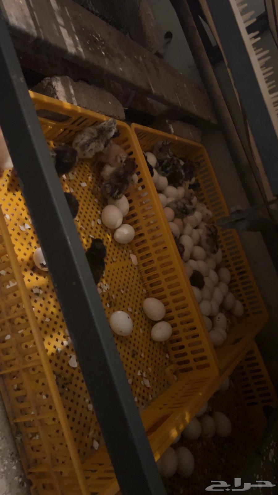 فقاصه 3000 بيضه توماتيك للبيع64510225291010112