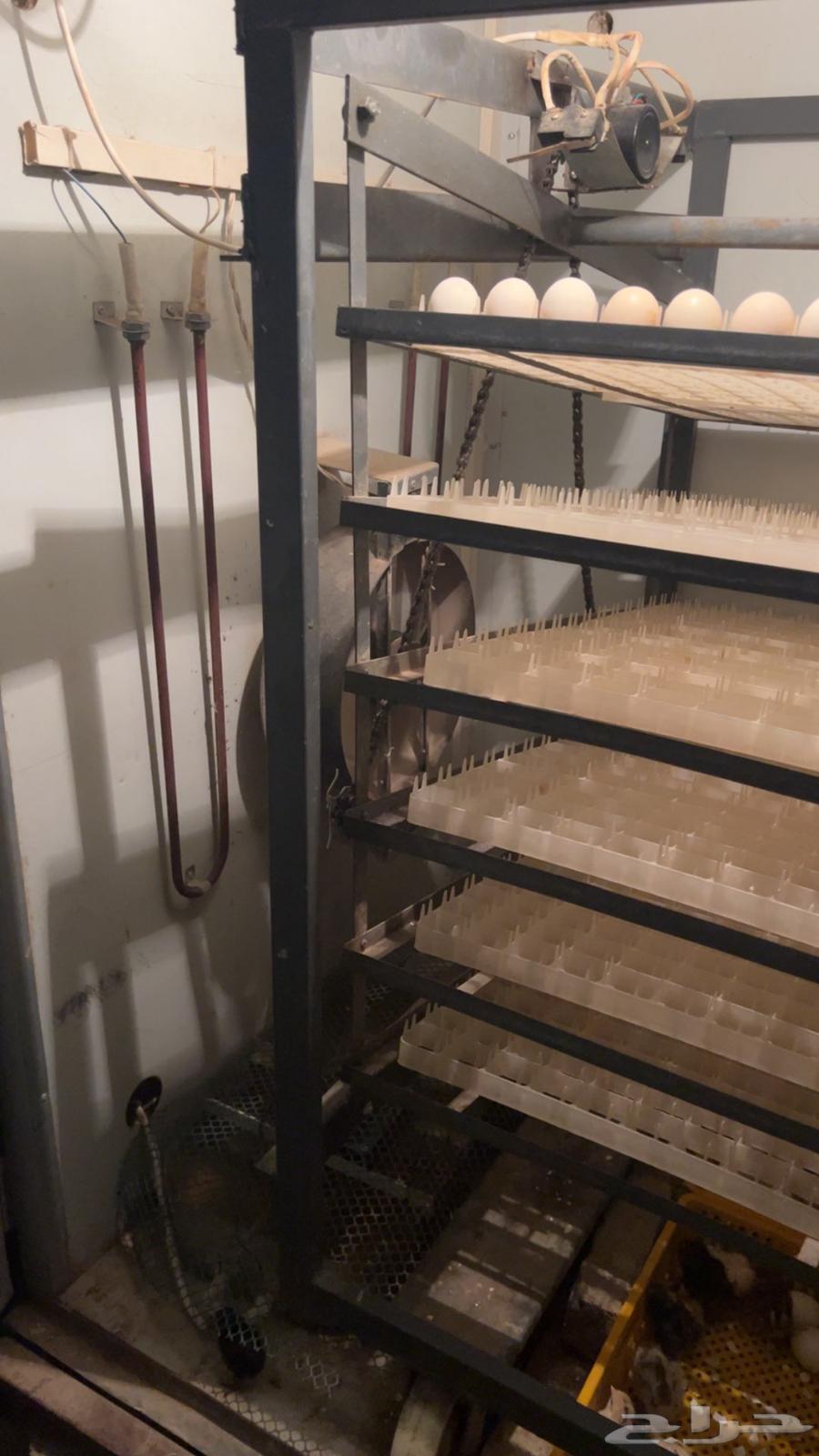 فقاصه 3000 بيضه توماتيك للبيع64510225291010110