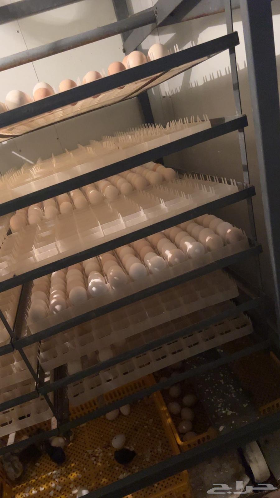 فقاصه 3000 بيضه توماتيك للبيع64510225291010111