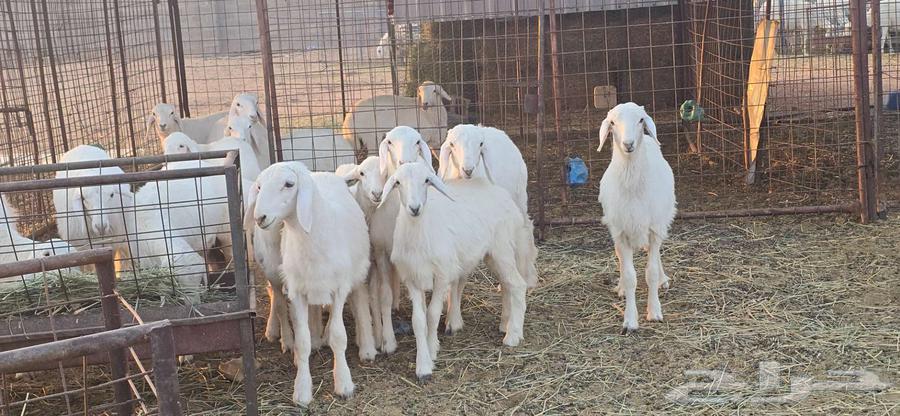 بهم حري للبيع العمر 3 شهور. تم البيع خارج الموقع64508887661699114