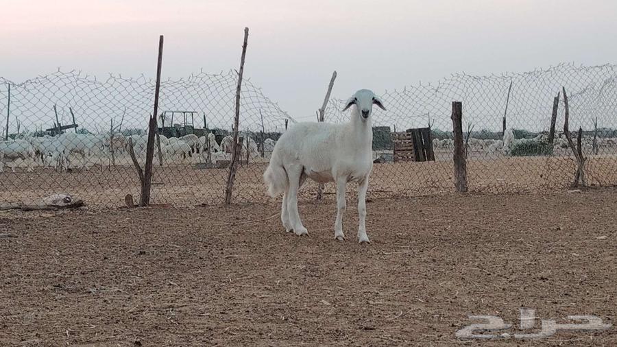 مشروع فحل فاخر تم البيع64508033234306112