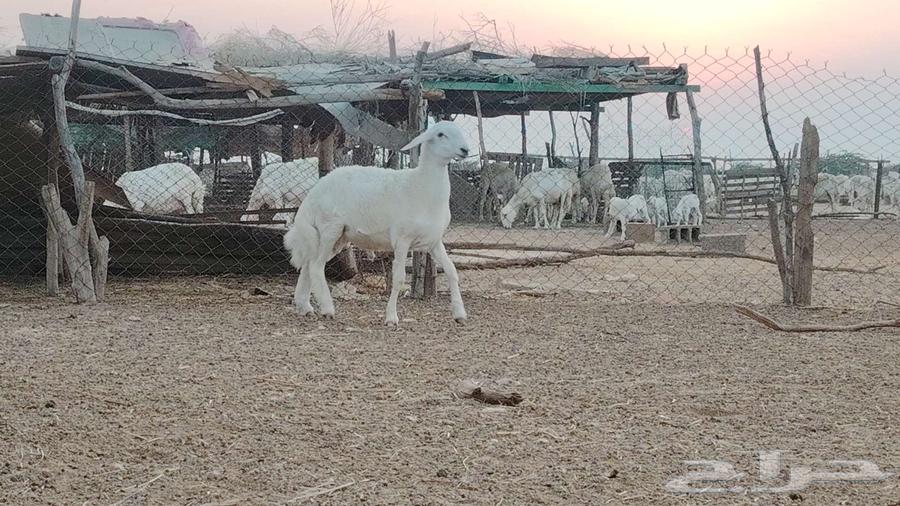 مشروع فحل فاخر تم البيع64508033234306113