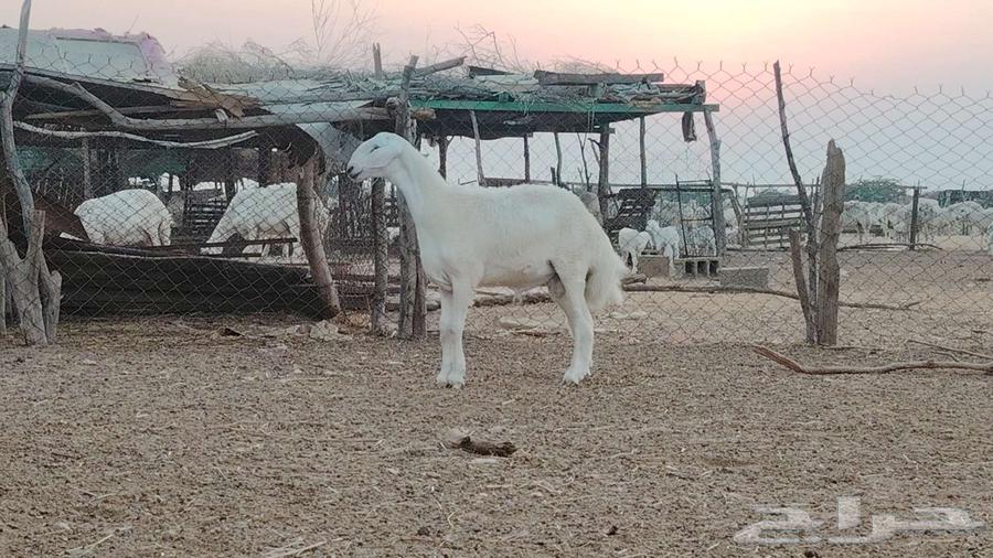 مشروع فحل فاخر تم البيع64508033234306110