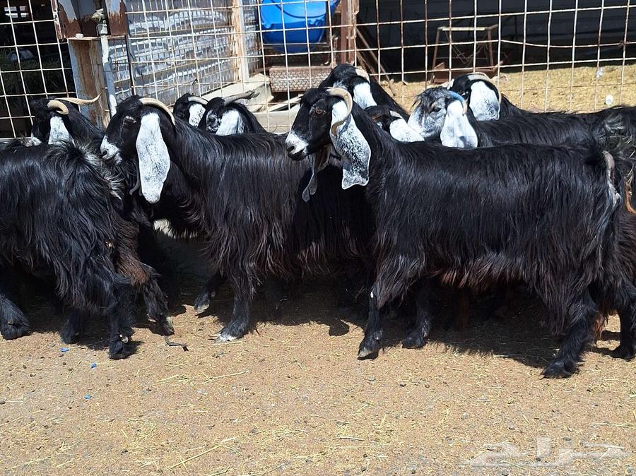 جفرات عوارض مقاني صنف منايح العدد 15 با الفحل دفيع للقناي64505121320706113