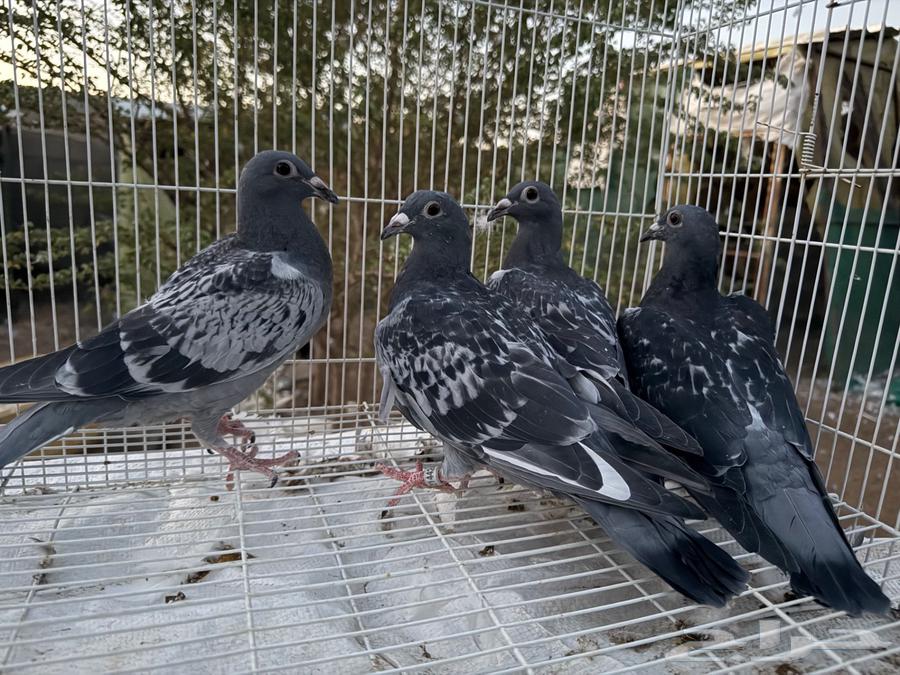 French, Racing Pigeon, and Pakistani Pigeon Set64509208254979113