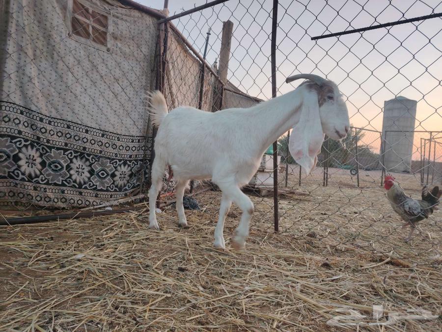 للبيع عنز هولندية مضرع ثلاث شهور64507598858499112