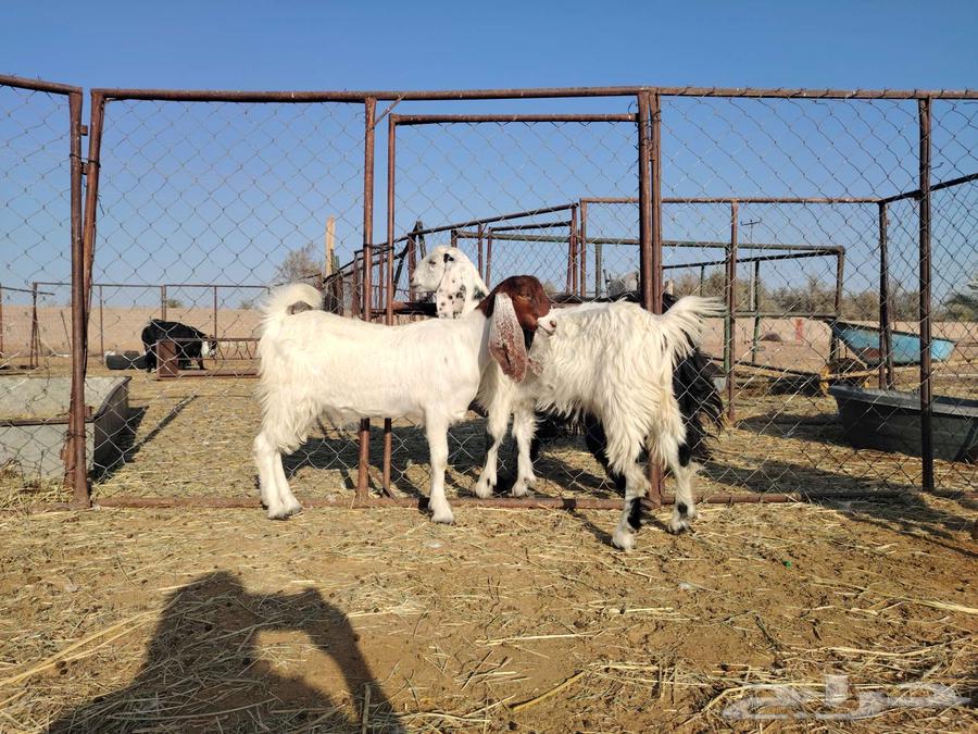 للبيع عنز هولندية مضرع ثلاث شهور64507598858499111