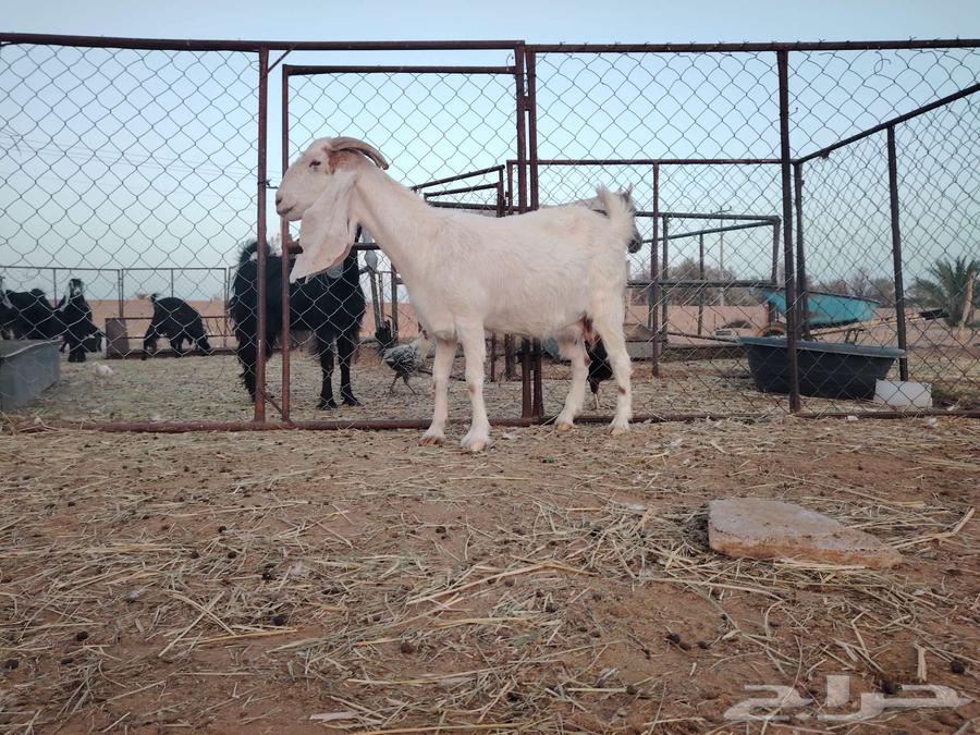 للبيع عنز هولندية مضرع ثلاث شهور64507598858499110