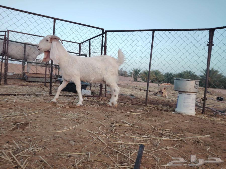 للبيع عنز هولندية مضرع ثلاث شهور64507598858499113