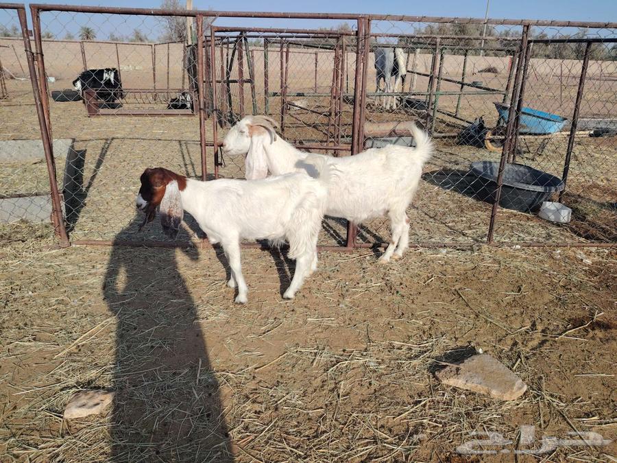 للبيع عنز هولندية مضرع ثلاث شهور64507598858499114